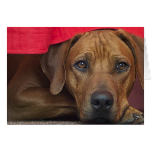 rhodesian-ridgeback cards (Front Horizontal)
