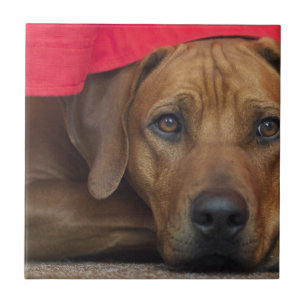 rhodesian-ridgeback ceramic tile