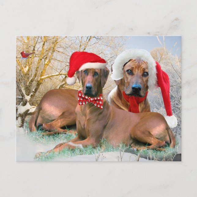 Rhodesian Ridgeback Christmas Gifts Holiday Postcard (Front)