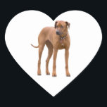 Rhodesian Ridgeback dog beautiful photo, gift Heart Sticker<br><div class="desc">Beautiful photo of a rhodesian ridgeback dog heart sticker,  stickers.  great gift idea for dog lovers</div>