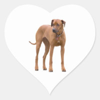 Rhodesian Ridgeback dog beautiful photo, gift Heart Sticker
