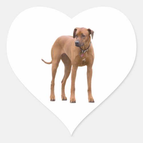 Rhodesian Ridgeback dog beautiful photo gift Heart Sticker