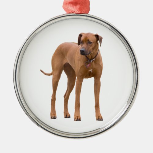 Rhodesian Ridgeback dog beautiful photo gift Metal Ornament