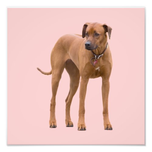 Rhodesian Ridgeback dog beautiful photo gift Photo Print