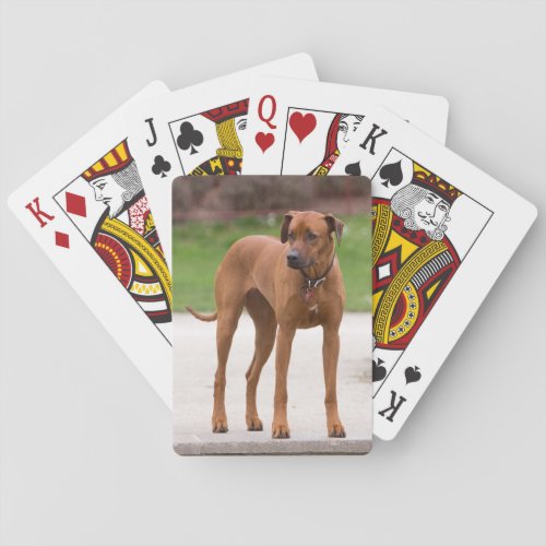 Rhodesian Ridgeback dog beautiful photo gift Poker Cards