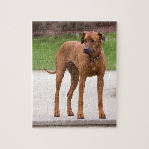 Rhodesian Ridgeback dog beautiful photo jigsaw Jigsaw Puzzle