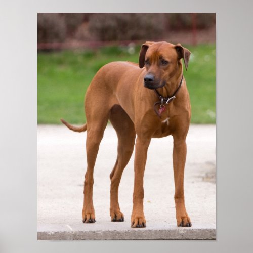 Rhodesian Ridgeback dog beautiful photo print