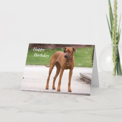 Rhodesian Ridgeback dog birthday Card