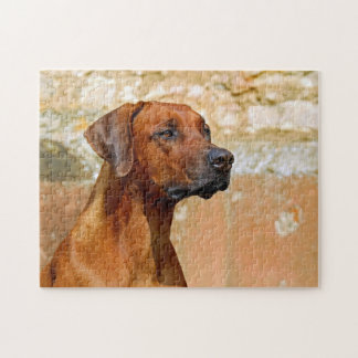 Rhodesian Ridgeback Dog Gazing Eyes Jigsaw Puzzle