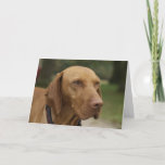 Rhodesian Ridgeback Dog Greeting Card