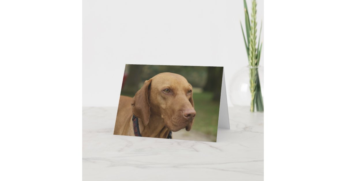 Rhodesian Ridgeback Dog Greeting Card | Zazzle