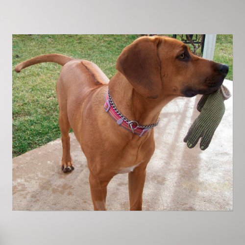 RHODESIAN RIDGEBACK Dog Pet Breed Mischief Poster