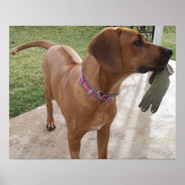RHODESIAN RIDGEBACK Dog Pet Breed Mischief Poster (Front)