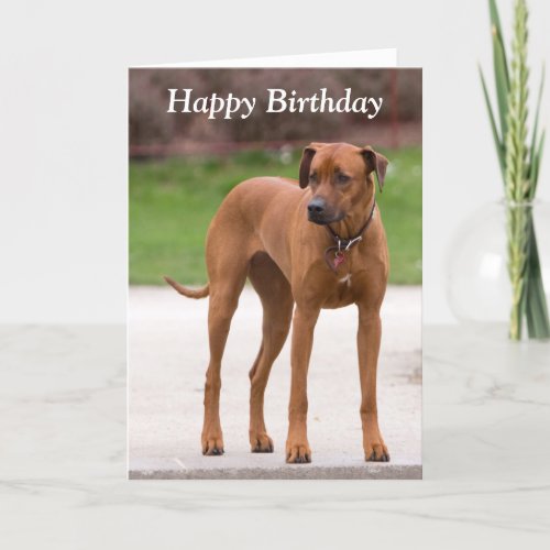 Rhodesian Ridgeback dog photo birthday card