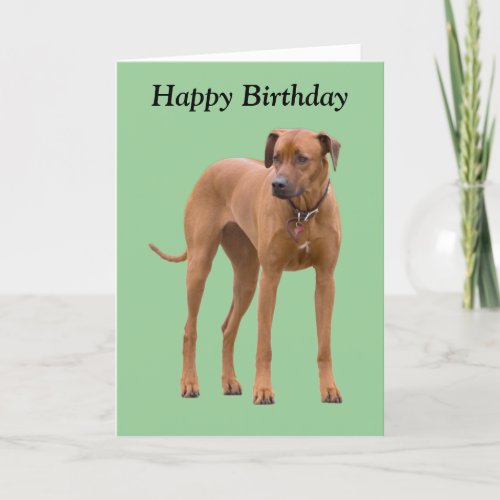 Rhodesian Ridgeback dog photo birthday card