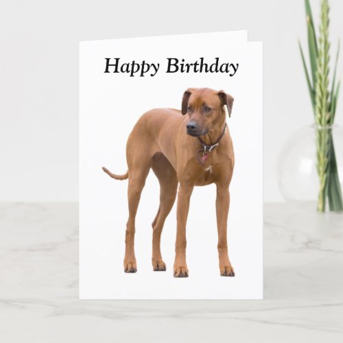 Rhodesian Ridgeback dog photo birthday card