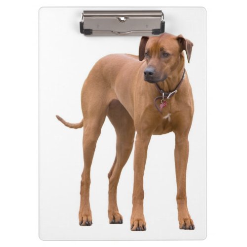 Rhodesian Ridgeback  Dog Photo Clipboard