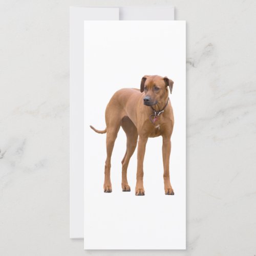 Rhodesian Ridgeback dog photo custom bookmark