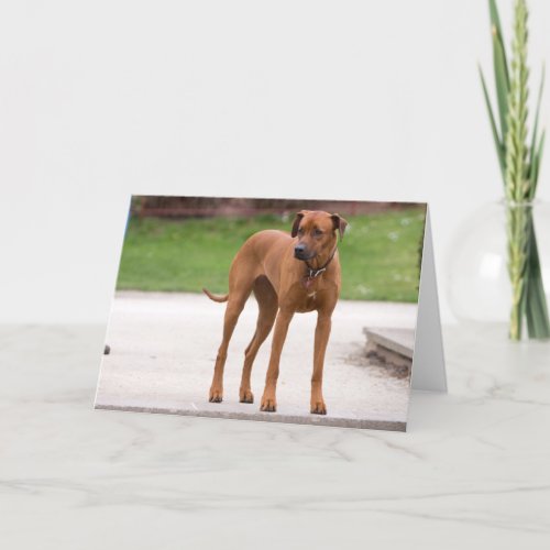 Rhodesian Ridgeback dog photo greetings card