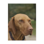 Rhodesian Ridgeback Dog Postcard