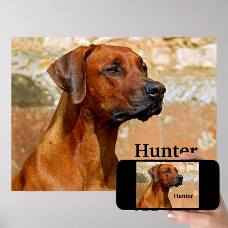 Rhodesian Ridgeback Dog Poster | Zazzle