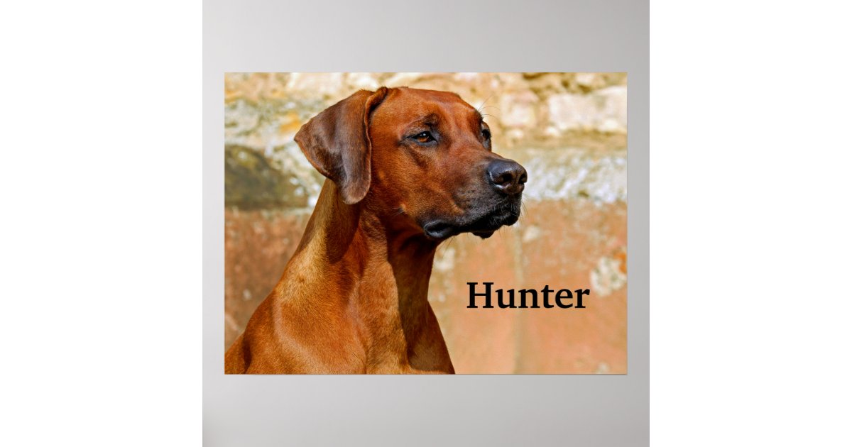 Rhodesian Ridgeback Dog Poster | Zazzle