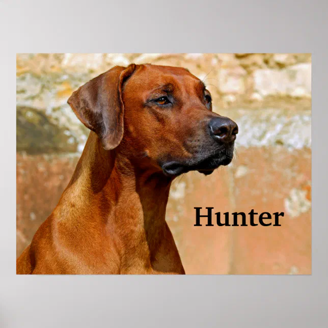 Rhodesian Ridgeback Dog Poster | Zazzle