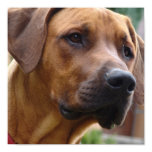 Rhodesian Ridgeback Dog Print