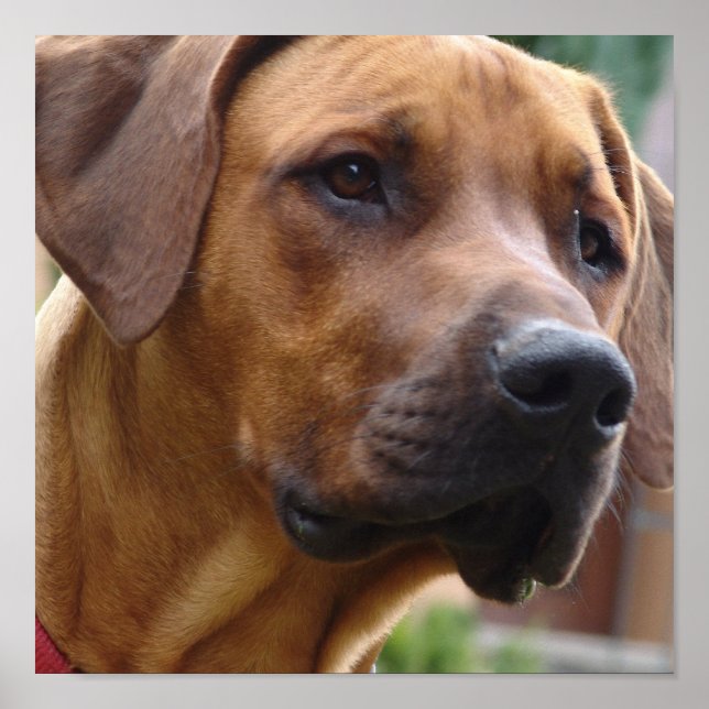 Rhodesian Ridgeback Dog Print (Front)