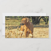 Rhodesian Ridgeback Greeting Card (Front)