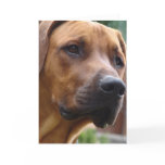 Rhodesian Ridgeback Greeting Card