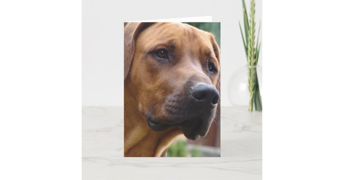 Rhodesian Ridgeback Greeting Card | Zazzle
