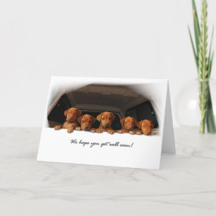 Rhodesian Ridgeback greeting card - Get well soon