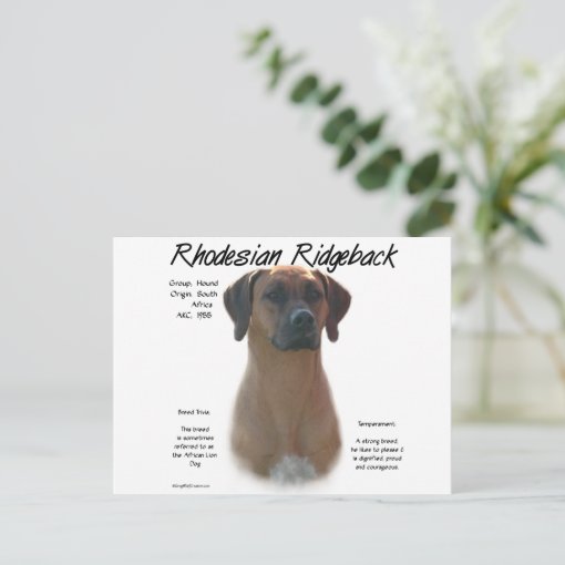 Rhodesian Ridgeback History Design Postcard | Zazzle