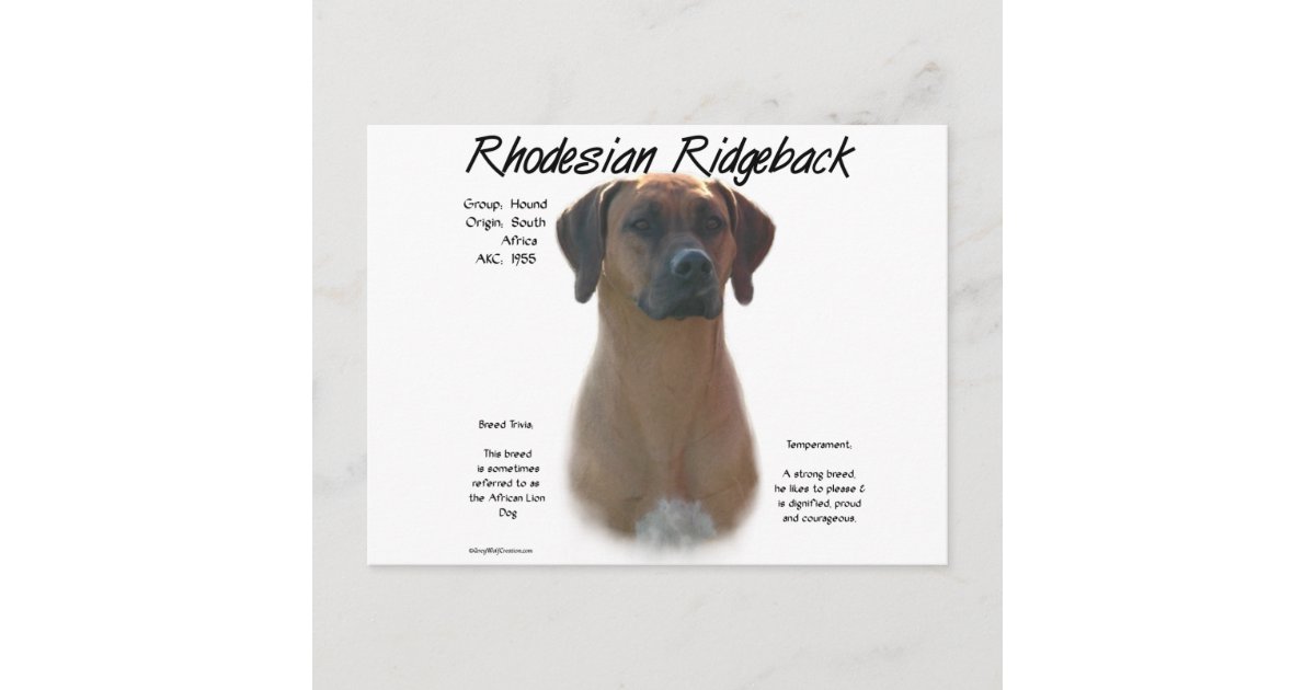 Rhodesian Ridgeback History Design Postcard | Zazzle