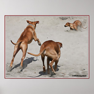 Rhodesian Ridgeback Illustration Poster