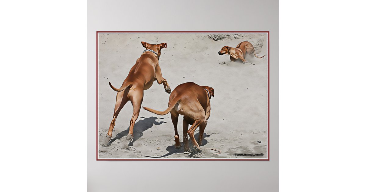 Rhodesian Ridgeback Illustration Poster | Zazzle