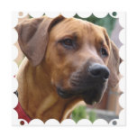 Rhodesian Ridgeback Invitation