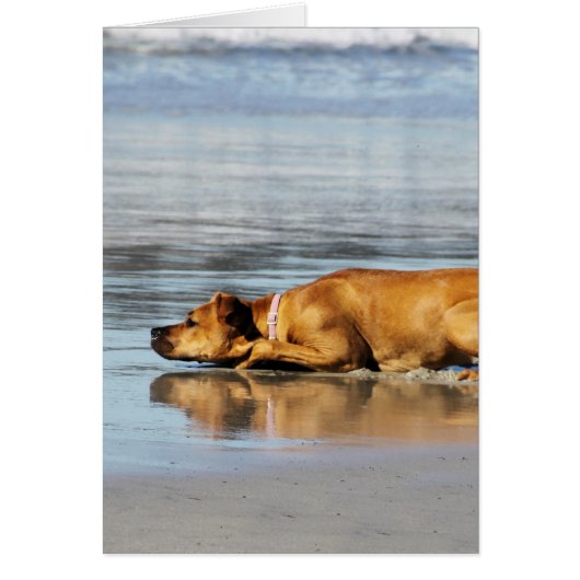 Rhodesian Ridgeback - Is the Water Cold? Cards (Front)