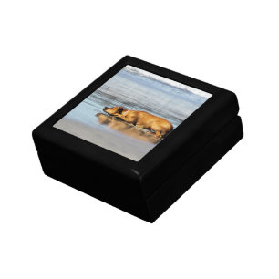 Rhodesian Ridgeback - Is the Water Cold? Keepsake Box