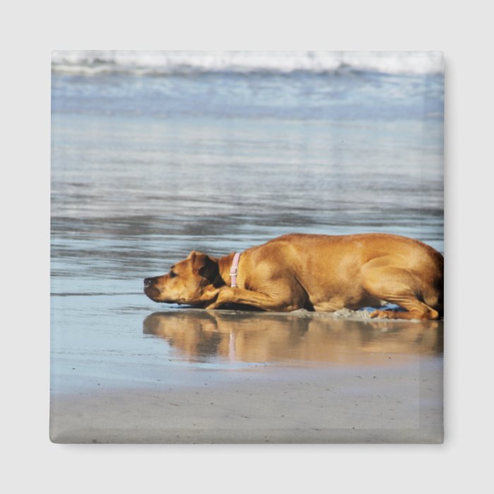 Rhodesian Ridgeback   Is the Water Cold? Fridge Magnet