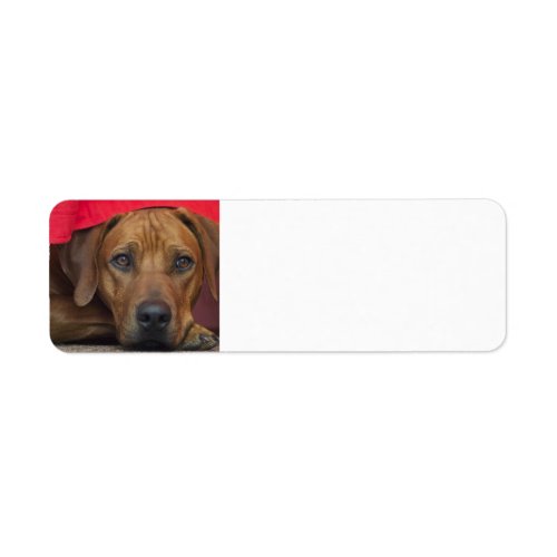 rhodesian_ridgeback label