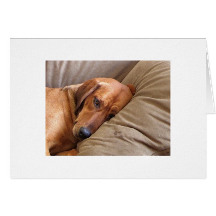 Rhodesian Ridgeback Labrador Dog Mix Greeting Card