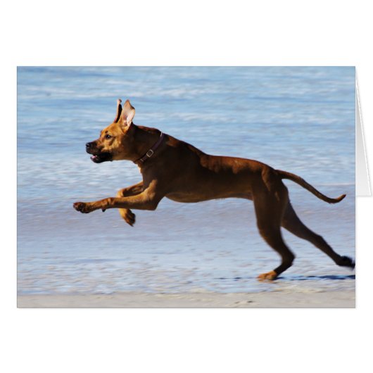 Rhodesian Ridgeback - Leap (Front Horizontal)