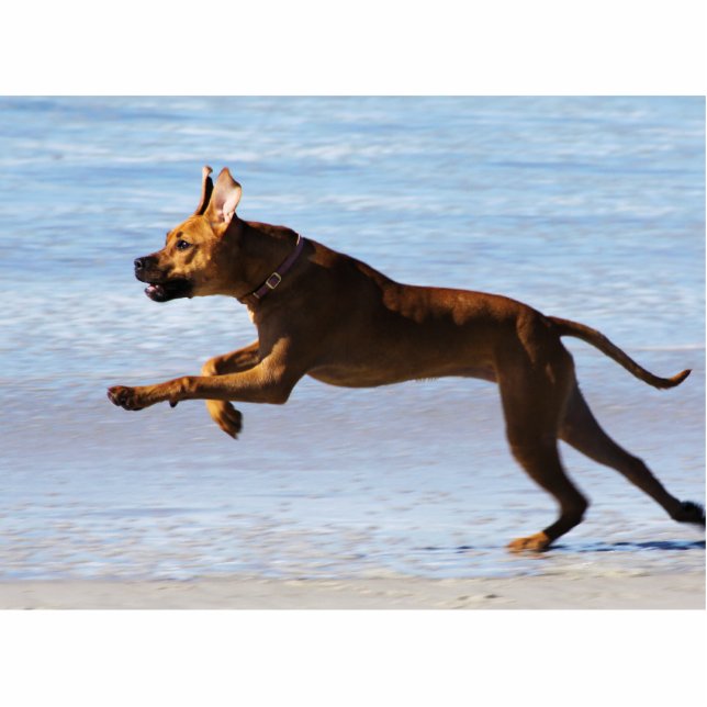 Rhodesian Ridgeback - Leap Statuette (Front)