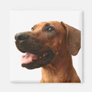 Rhodesian Ridgeback Magnet