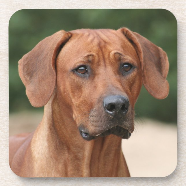 Rhodesian Ridgeback mats Beverage Coaster (Front)