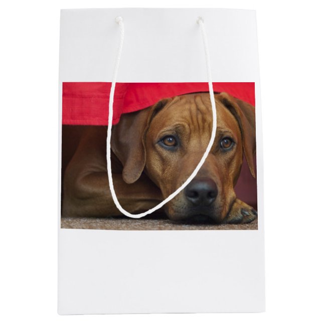 rhodesian-ridgeback medium gift bag (Front)