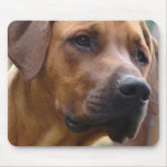 Rhodesian Ridgeback Mouse Pad