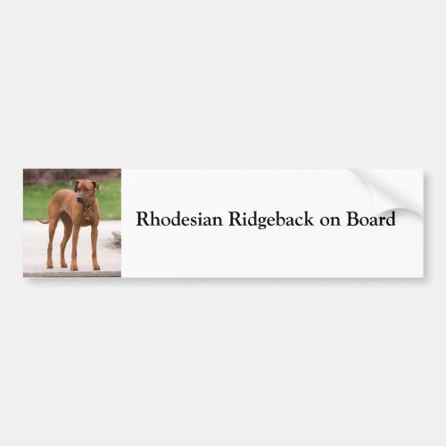 Rhodesian Ridgeback on board custom bumper sticker